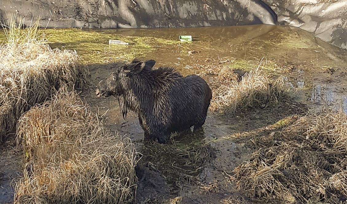 Räddningstjänsten i Hylte har räddat en älgkalv som fastnat i en gödselbrunn. Foto: Räddningstjänsten Hylte/TT