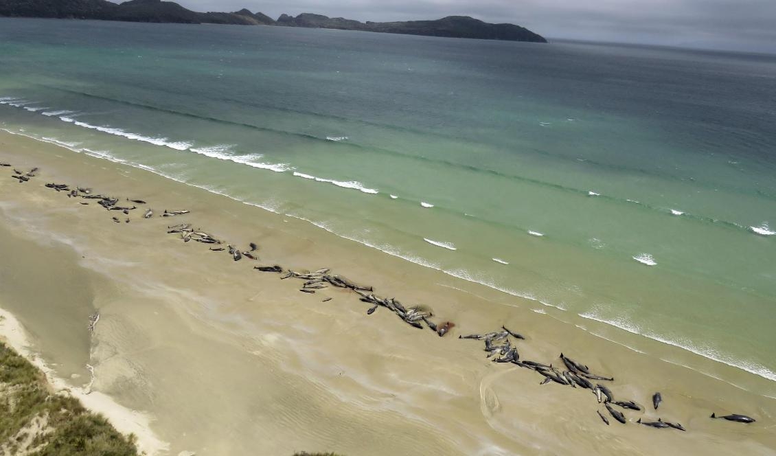 Strandade grindvalar på Stewart Island i helgen. Foto: Department of Conservation/AP/TT
