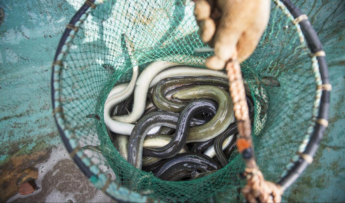 Nästa år förbjuds allt ålfiske inom EU under en tremånadersperiod. Foto: Emil Langvad/TT-arkivbild
