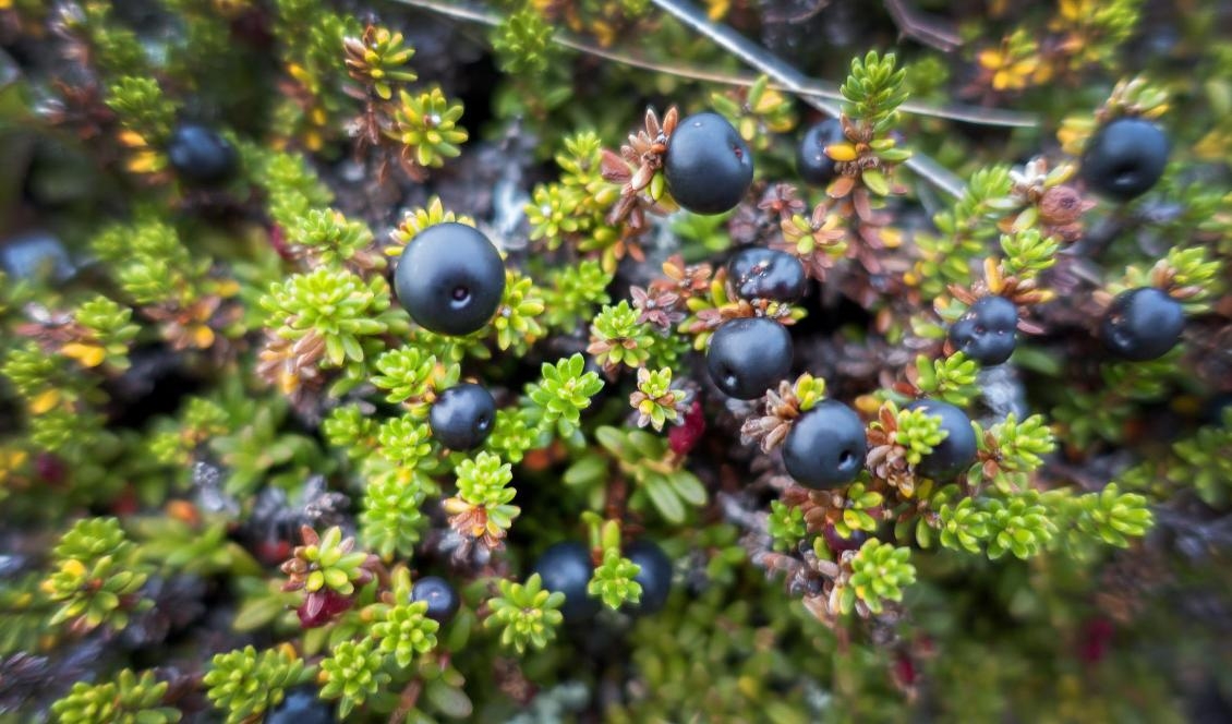 Kråkbären har blivit vanligare över hela Arktis. Foto: Gorm Kallestad/TT