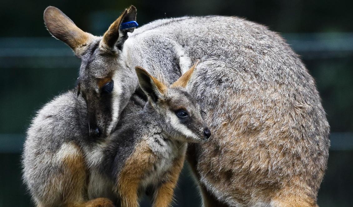 
En mindre känguru, en vallaby, var på rymmen i Danmark. Foto: Markus Schreiber/AP/TT-arkivbild                                                