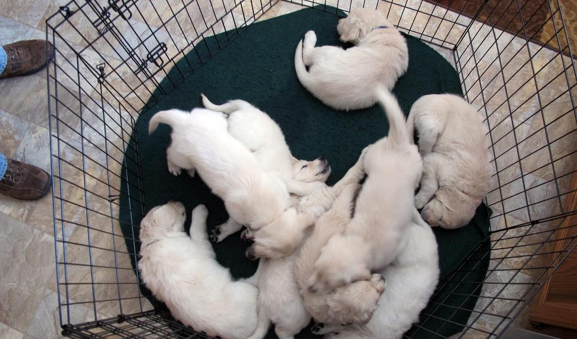 Golden retriever-valparna stals den 10 janauri. Valparna på bilden har inget med händelsen att göra. Foto: Carrie Antlfinger/AP/TT-arkivbild