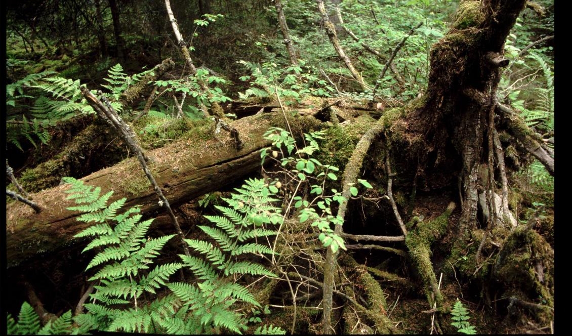 
Ur- och naturskogen i Jokkmokk ska skyddas. Totalt bildas 11 nya naturreservat. Foto: Hasse Holmberg/TT-arkivbild                                                