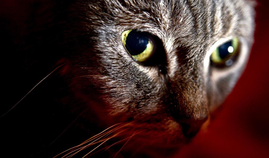 
Dags att åka hem till matte igen. Katten på bilden har inget med texten att göra. Foto: Anders Wiklund/TT-arkivbild                                                