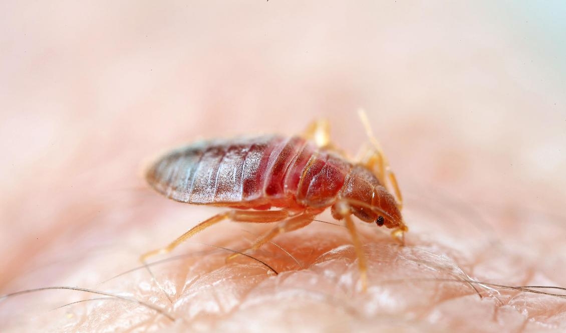 
Vägglössen har blivit resistenta mot flera bekämpningsmedel. Foto: Anticimex/NTB/TT-arkivbild                                                