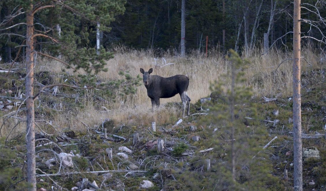 Älgarnas väg till bättre betesmarker har totalt tittats på i två miljoner timmar. Älgen på bilden har ingenting med produktionen att göra – den bor i Dalarna. Foto: Pontus Lundahl/TT-arkivbild