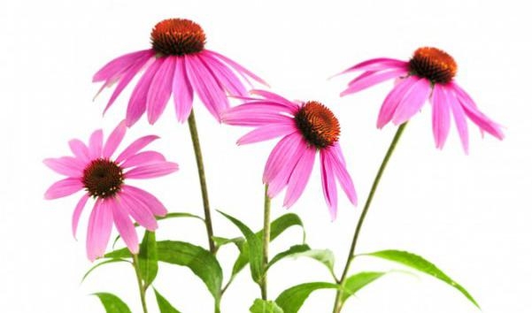 
Echinacea används populärt som ett stärkande medel för immunförsvaret. Foto: Elena Elisseeva/photos.com                                                