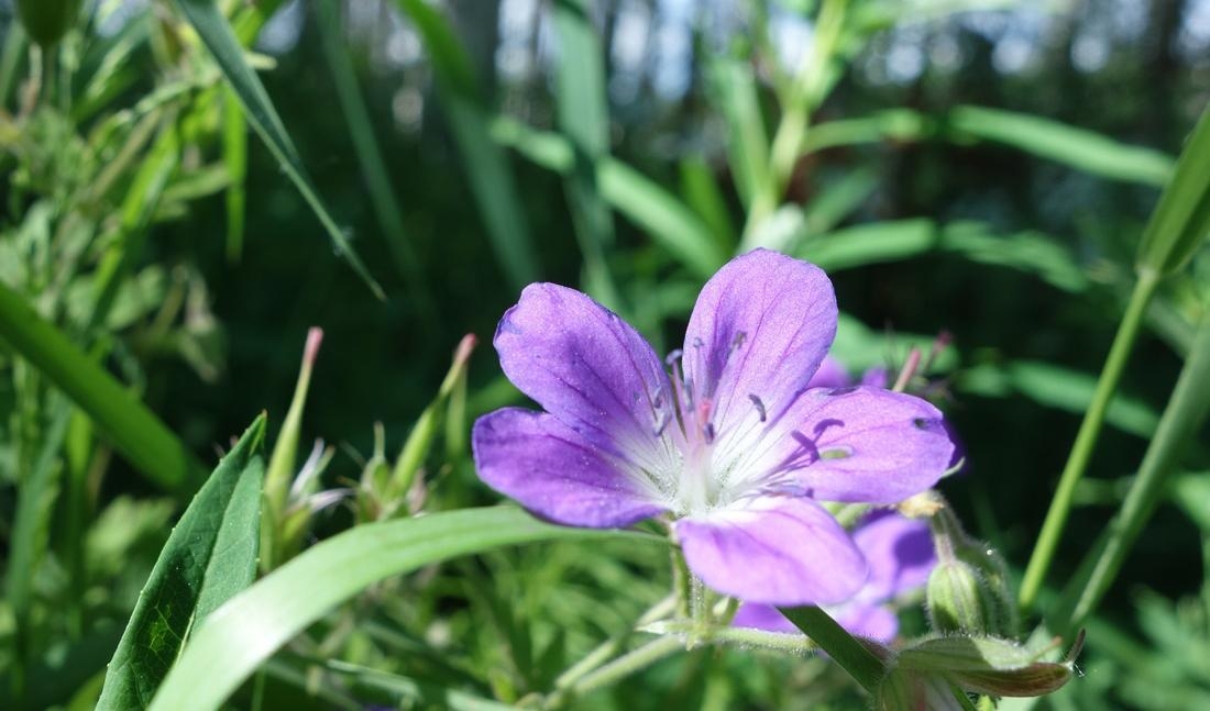 


Skogsnäva eller midsommarblomster. Foto: Eva Sagerfors/Epoch Times                                                                                                                                                