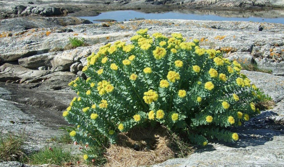 


Tungsinthet, stress, energilöshet, koncentration- och minnessvårigheter. Det är några av de problem som den rosendoftande läkeväxten visat sig kunna hjälpa mot.  Foto: Finn Rindahl/CC BY-SA 3.0                                                                                                                                         