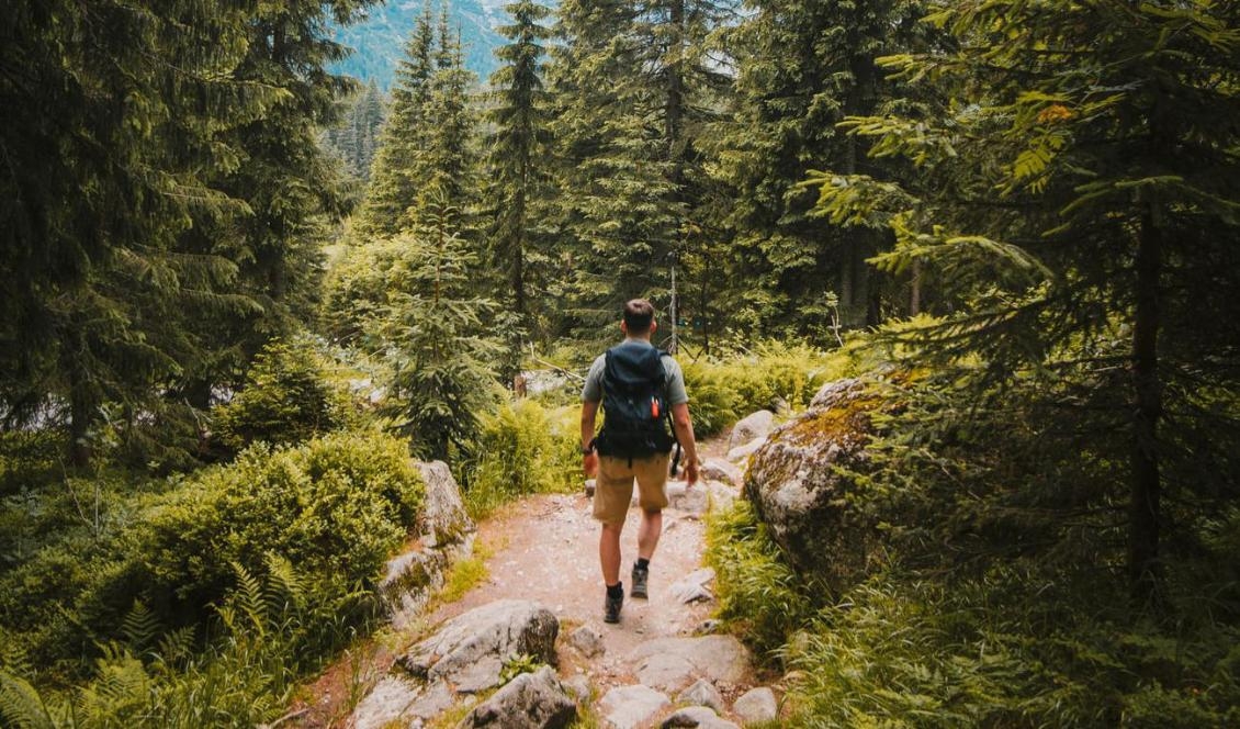 
Forskning visar att regelbunden tid i naturen minskar stress, depressioner, aggressivitet, sänker blodtryck och ger lugn. Foto: Josh Hild                                                