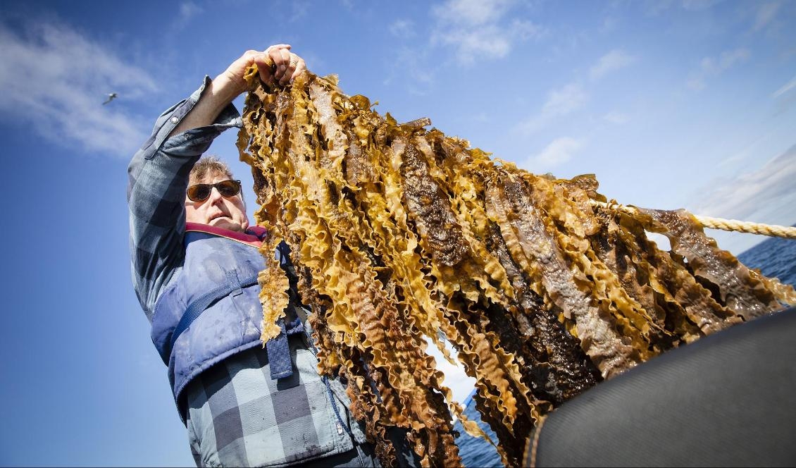
Fredrik Gröndahl, forskare i vatten och miljöteknik vid KTH, vid en av Seafarms algodlingar vid Kristinebergs marina forskningsstation i Lysekil. Foto: Jonas Lindstedt/TT                                                