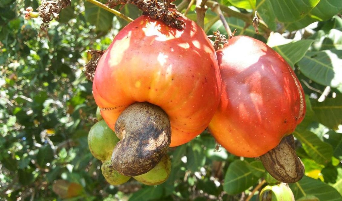 

Cashewnötter. Foto: Edilson Lellis Lellis                                                                                                