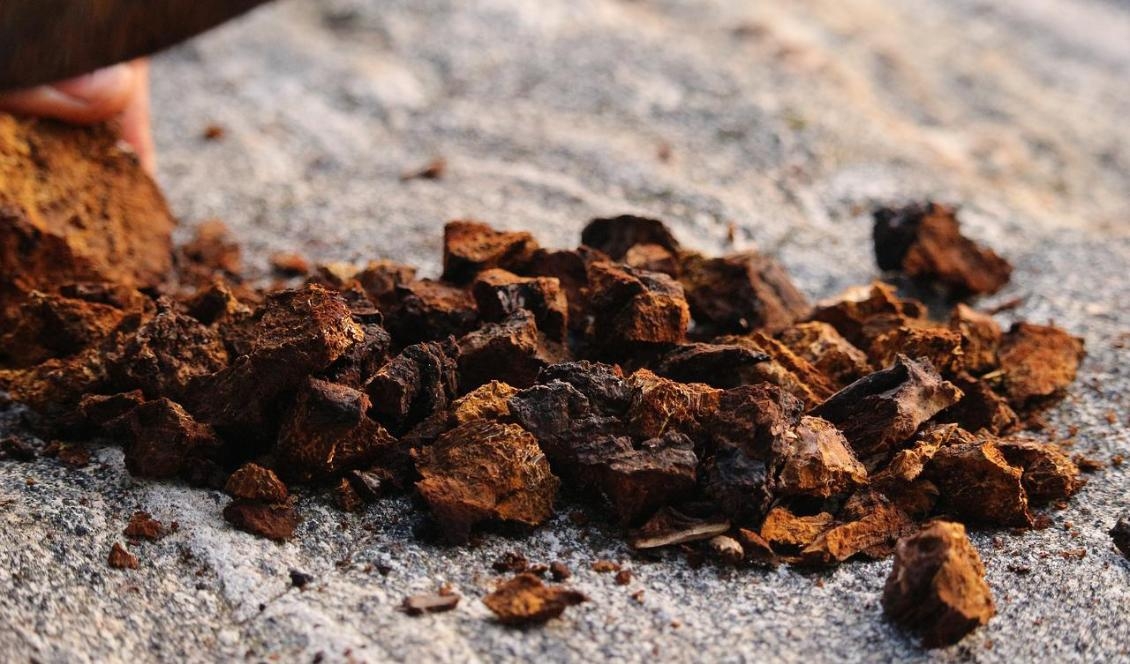 
Chaga smakar inte som en svamp. I Finland användes den som kaffesurrogat under krigstider. Foto: Melanie Tickell                                                