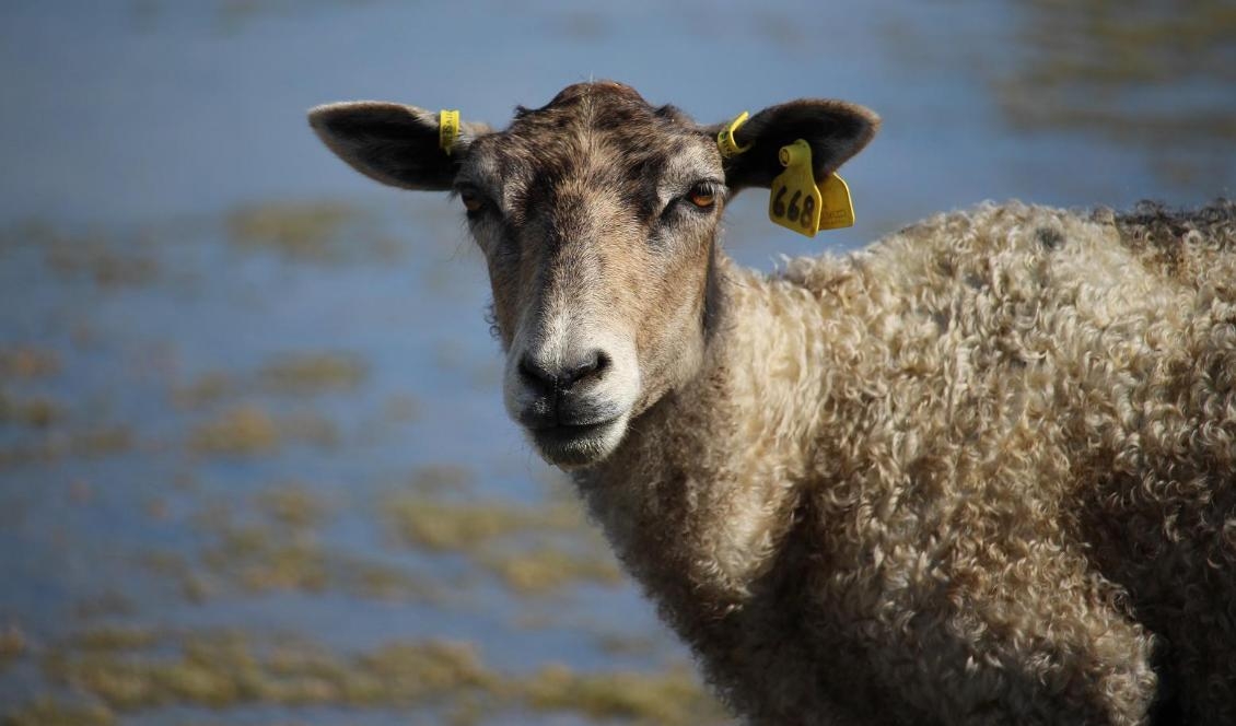 En kvinna hittade ett djurkadaver under en promenad i Göteborg. Man tror att det rör sig om ett lamm. Foto: Susanne W Lamm/Epoch Times-arkivbild