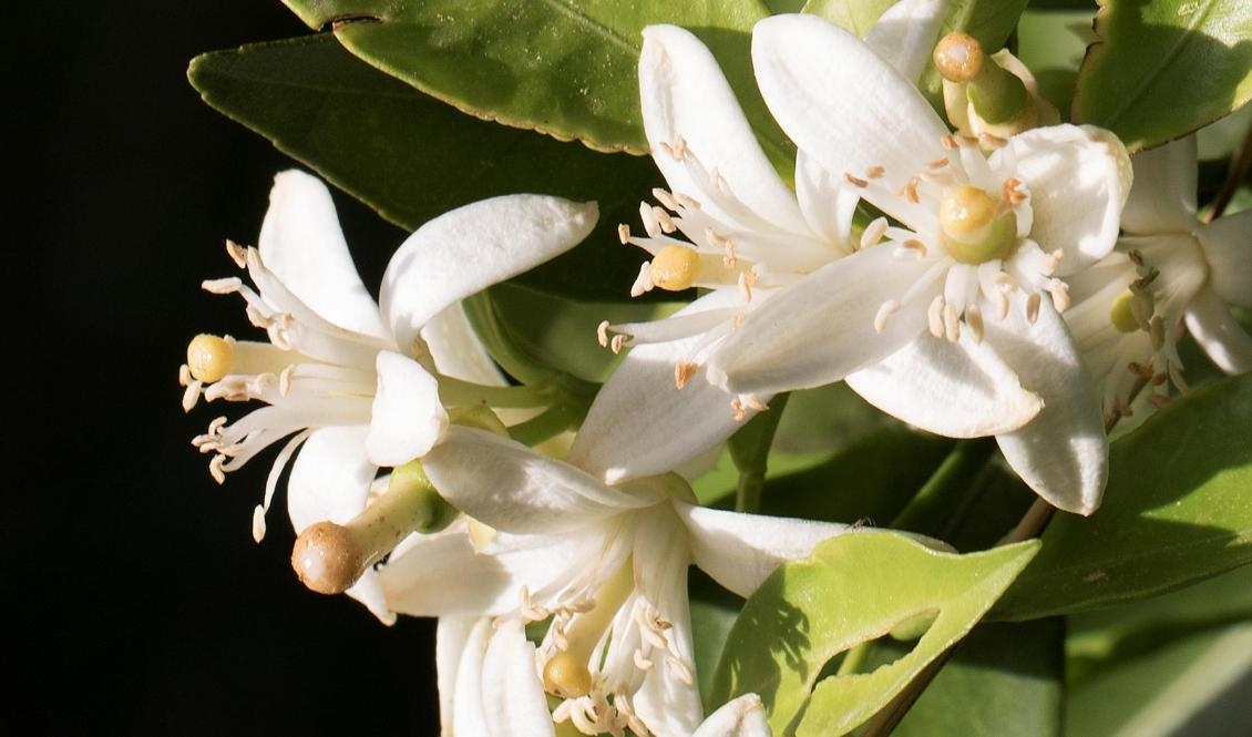 Apelsinblommor doftar gott. Vad ska ditt hem dofta, naturligt eller av kemikalier? Foto: Zeynel Cebeci/CC BY-SA 4.0