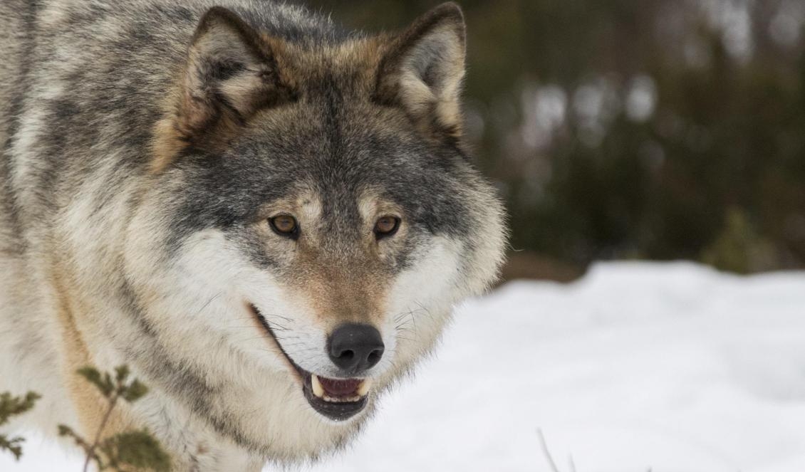 En förrymd varg från Orsa rovdjurspark sköts vid Hällsjön vid 14-tiden. Foto: Heiko Junge/NTB/TT-arkivbild