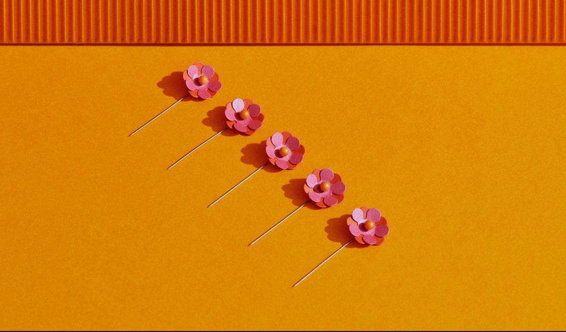 
Majblomman 2020 är brandgul och rosa med ett stänk av gult i mitten, efter ett förslag från 12-åriga Elin Eisele från Alingsås. Foto: Majblommans Riksförbund                                                