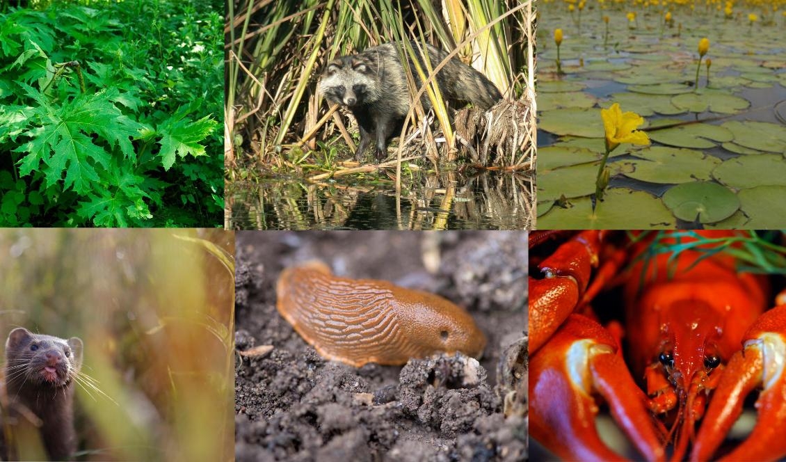 Några av de invasiva arter som betraktas som hot mot den biologiska mångfalden: Jätteloka, mårdhund, sjögull, mink, mördarsnigel och signalkräfta. Foto: Björn Lindgren/Mårdhundsprojektet/länsstyrelsen Skåne-arkivbild