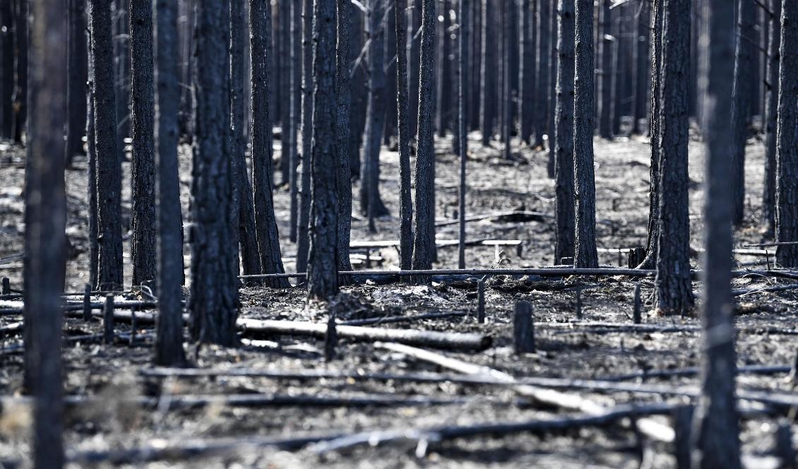 Brandskadad skog. Bilder på delar av området i Härjedalen som drabbades av den stora skogsbranden under sommaren 2018. Foto: Pontus Lundahl/TT-arkivbild
