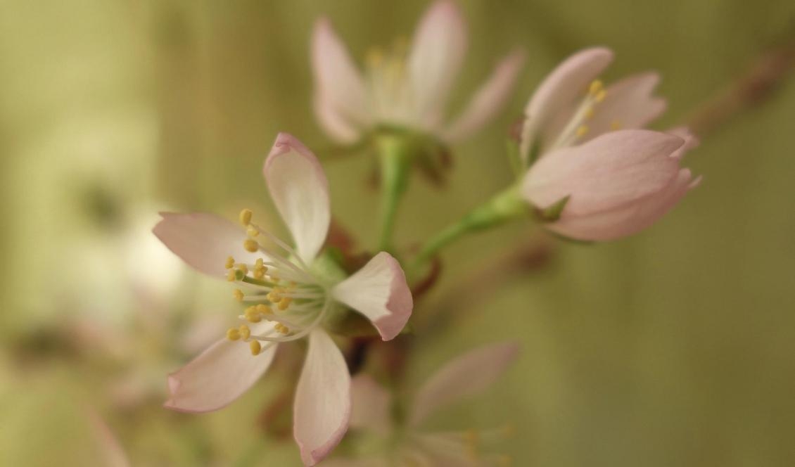 


Foto: Eva Sagerfors/Epoch Times                                                                                                                                                
