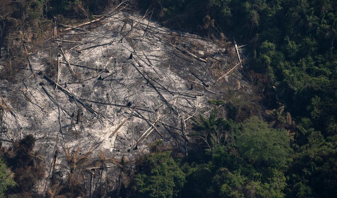 
Ett nedbränt skogsområde i ett reservat i Amazonas i Altamira i den brasilianska delstaten Pará. Bilden är från förra sommaren. Foto: Leo Correa/AP/TT                                                