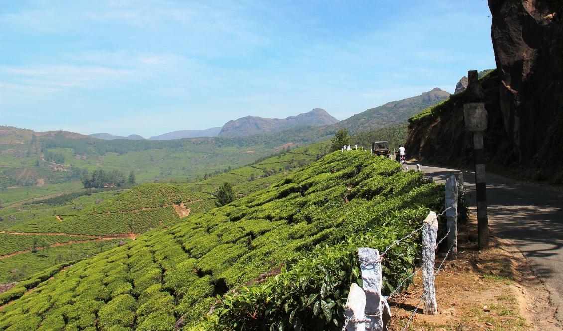 

Teodling i Indien. Foto: René Nydegger/Pixabay                                                                                        