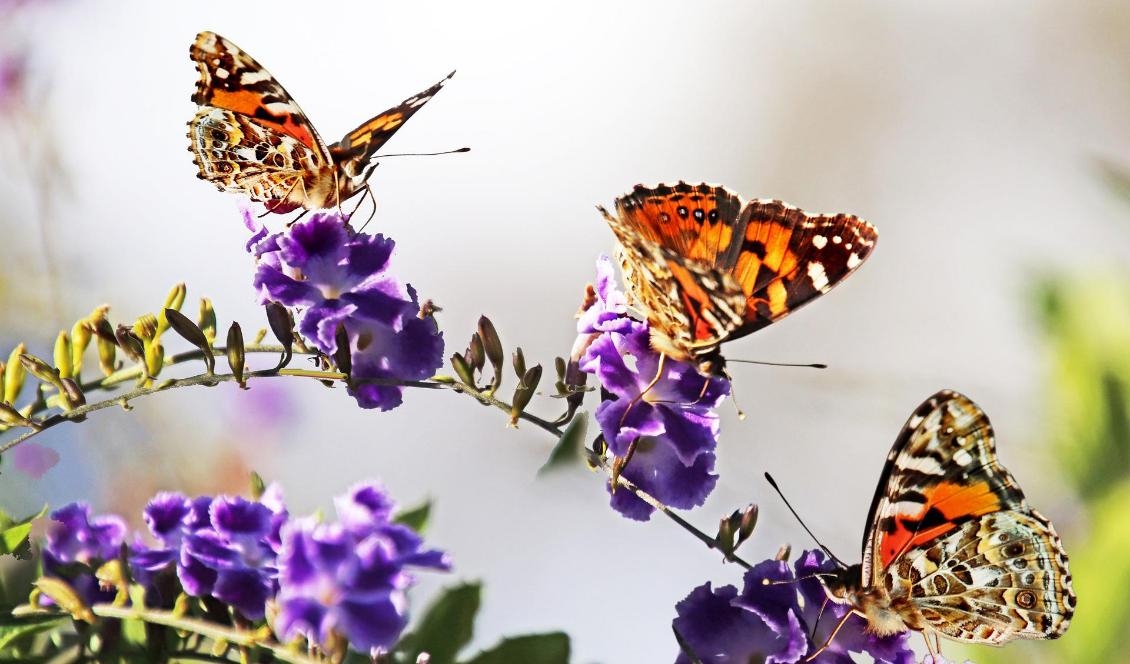 

Foto: Beverly Buckley/Pixabay                                                                                        