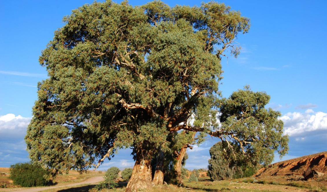 

Eukalyptus av arten Eucalyptus camaldulensis, kallad river red gum, i 
nationalparken Flinders Ranges, Australien. Foto: Peripitus/CC BY-SA 3.0                                                                                        
