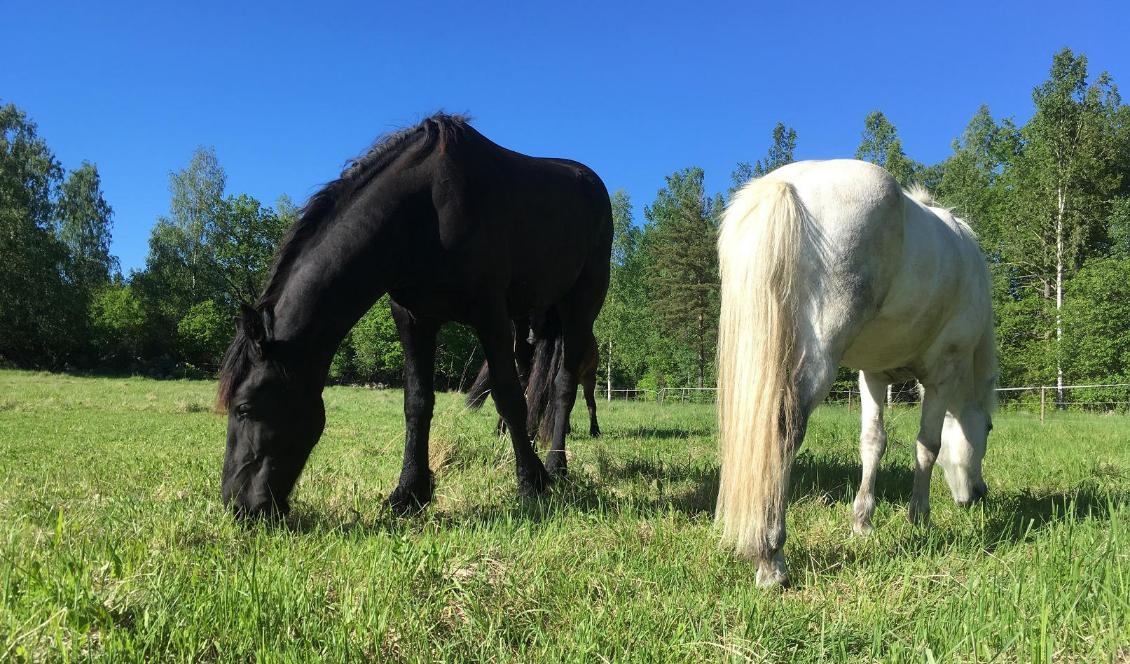 Åtta hästar har attackerats i Varbergstrakten under året. Fem av dem hade så pass allvarliga skador att man fick avliva dem. Hästarna i bilden har inget med artikeln att göra. Foto: Susanne W Lamm/Epoch Times. Arkivbild.