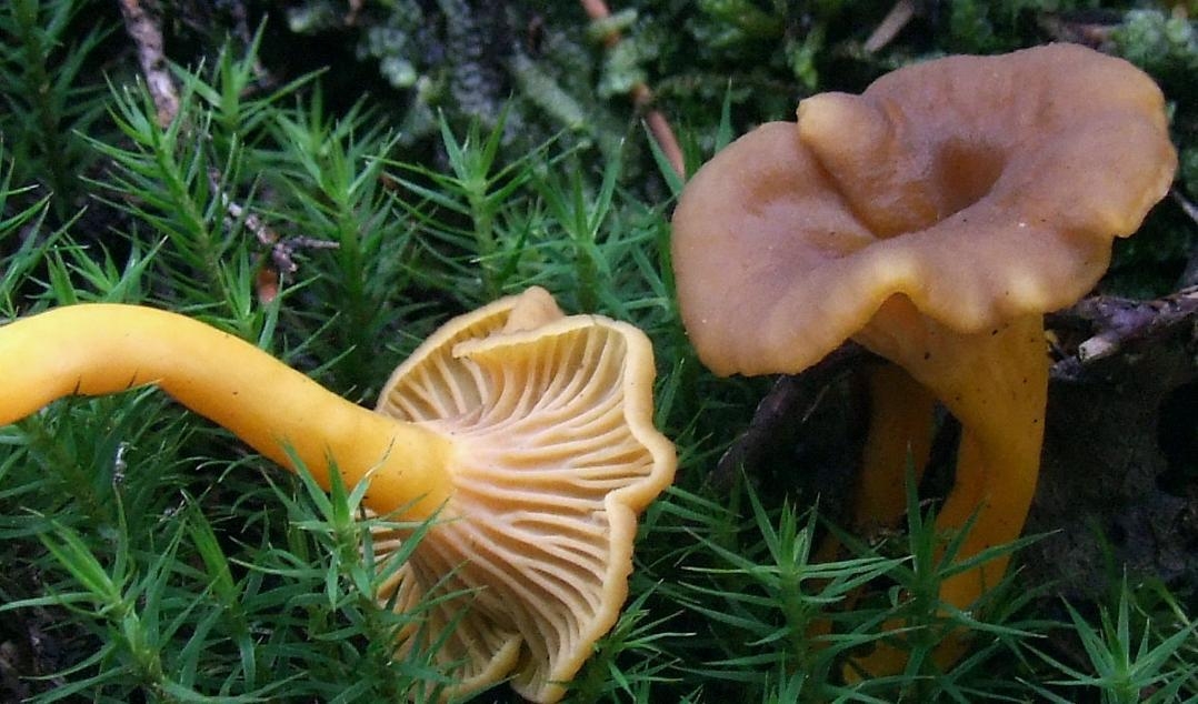 
Trattkantarellen, Craterellus tubaeformis, kan vara svår att upptäcka. Foto: Jerzy Opioła/CC BY-SA 4.0                                            