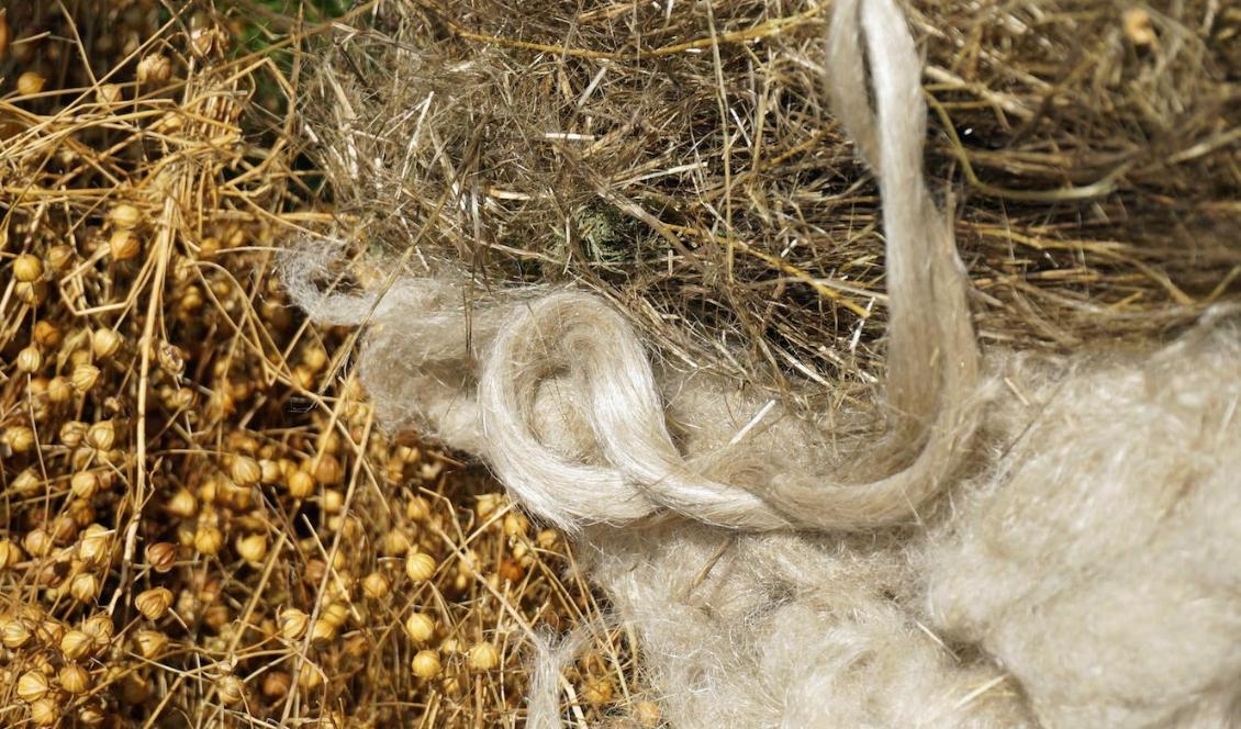 
Lin, som bara odlas i liten skala här i Sverige, har en vacker lyster och är en slitstark fiber. Den har odlats i tusentals år. Foto: 1 kvm Lin                                            