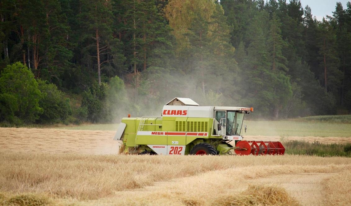 Skörden av spannmål väntas minska något i år, enligt Jordbruksverkets prognos. Foto: Susanne W. Lamm