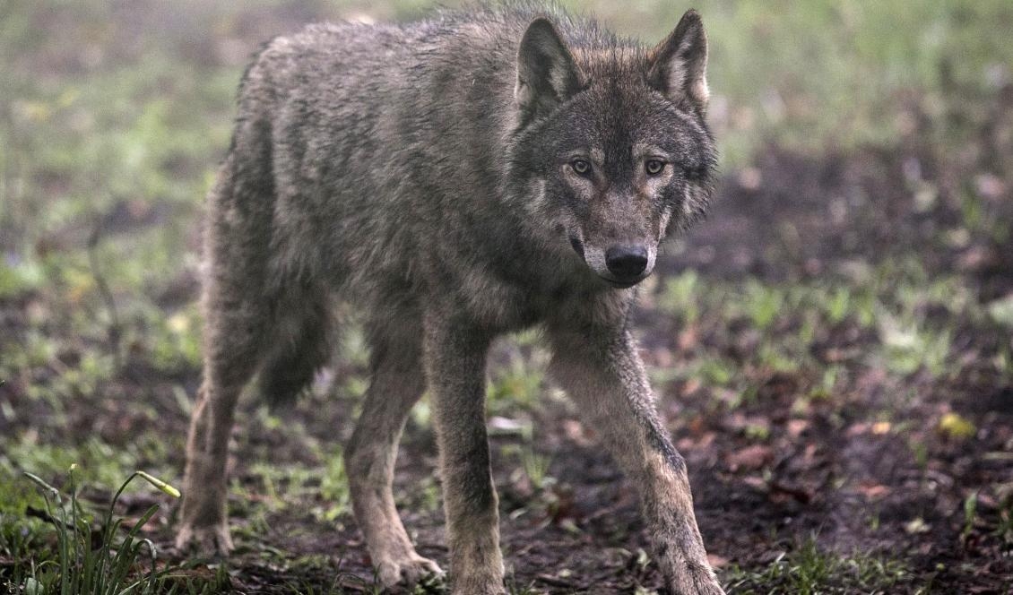 
Många som har tamdjur i vargtäta områden känner stress och oro för vad som kan hända deras djur och för ekonomin. Foto: Matt Cardy/Getty Images Arkivbild                                            