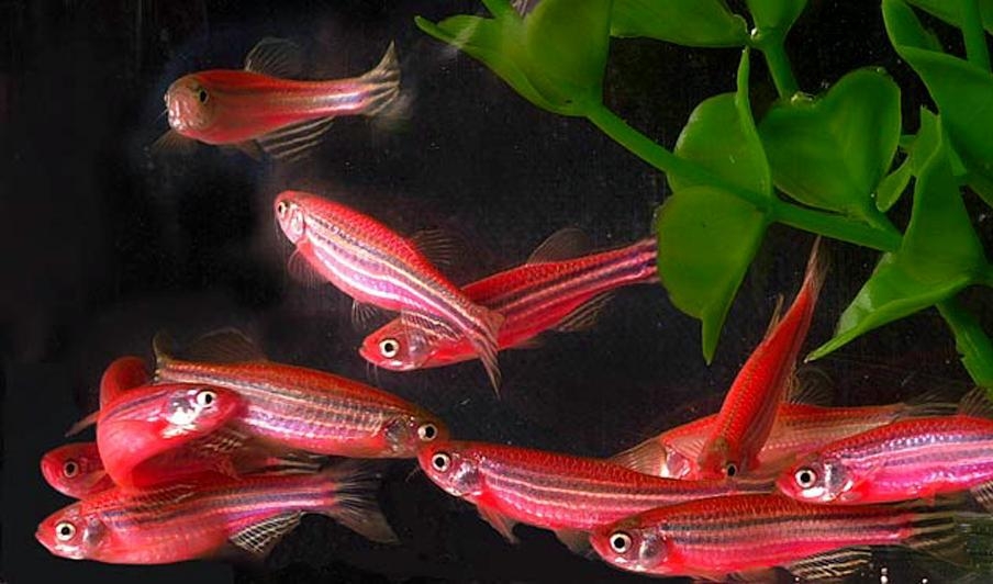 


GloFish är fisk genmodifierad för att lysa i mörkret. Den togs fram för att hjälpa forskare studera utsläpp, men säljs säljs nu som akvariefisk. Foto: Glofich/Getty Images                                                                                                                                    