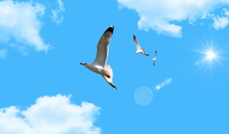 

Romanen Måsen: berättelsen om Jonathan Livingston Seagull av Richard Bach handlar om att våga följa sina drömmar. Foto: Shutterstock                                                                                        