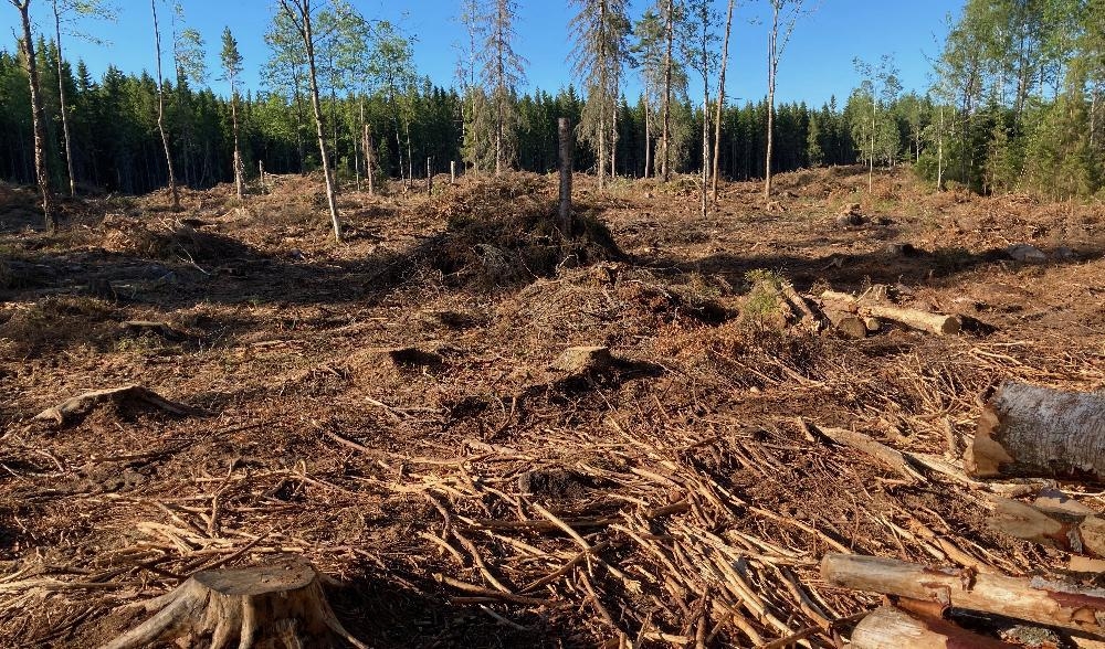

Allmänhetens bild – nyupptaget hygge i södra Östergötland. Inte ett liv. Inte en endaste grön växt. Politikerna blundar. Foto: Privat                                                                                        