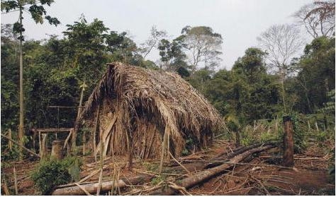 
Mannen som hyddan tillhörde antas vara den sista överlevande sedan resten av stammen dödats på 90-talet av boskapsägare, skogshuggare och gruvarbetare.  Foto: J Pessoa/Survival International                                            