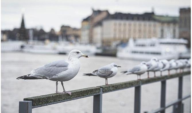 Har inte politiker, klimatexperter och media ett ansvar när de predikar och framför scenarier om världens undergång, frågar Lotta Gröning. Foto: Sofia Drevemo