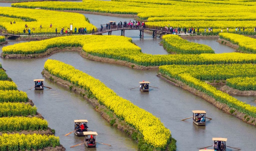 Många är ute för att titta på de blommande rapsfälten i Xinhua Qianduos natursköna område i Taizhou, i Kinas östra Jiangsu-provins den 19 mars.  Taizhou ligger i mellersta Zhejiang i södra delen av Yangtze-floden och har ett tätt flodnätverk. Foto: STR/AFP via Getty Images