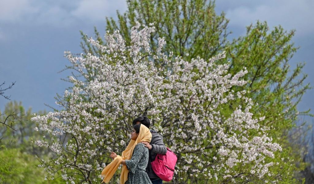 Turister ser på blommande mandelträd i en fruktträdgård vid Badamwari i det gamla Srinagar den 20 mars. Våren har nu anlänt efter en lång vinterperiod.  Foto: Tauseef Mustafa/AFP via Getty Images