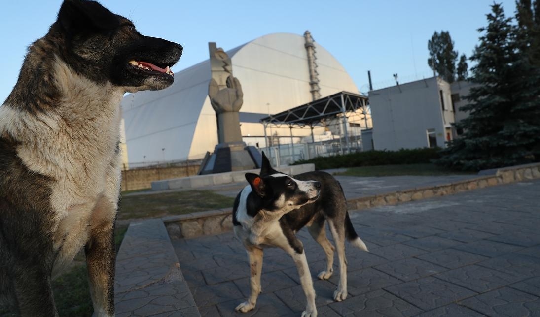 Förvildade hundar som fångats in och märkts av vetenskapsmän i närheten av det havererade kärnkraftverket i Tjernobyl, Ukraina, 2017. Foto: Sean Gallup/Getty Images