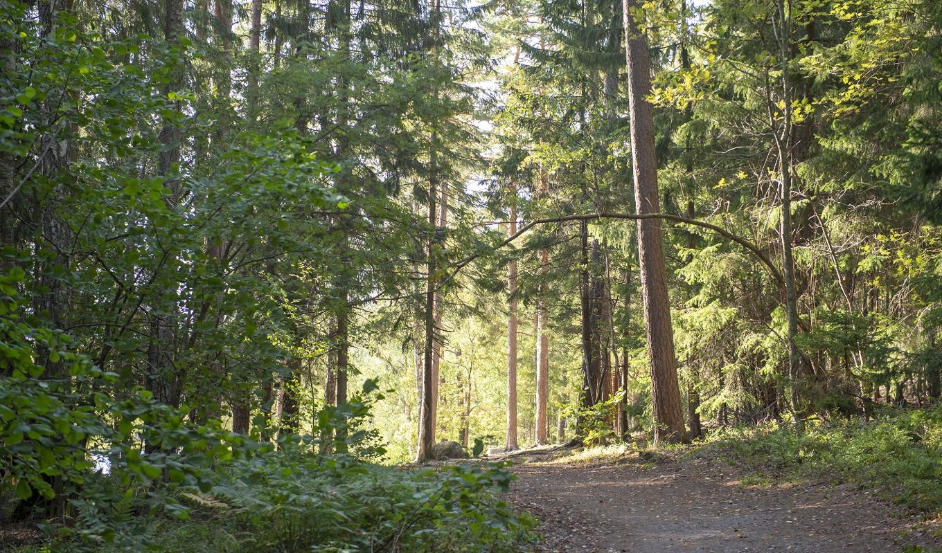 I närheten av Älta naturreservat i Nacka hittade en förskoleklass ett vapen gömt under en sten. Ett av barnen gick omkring med vapnet tills förskolepedagogen upptäckte det. Foto: Nacka Kommun
