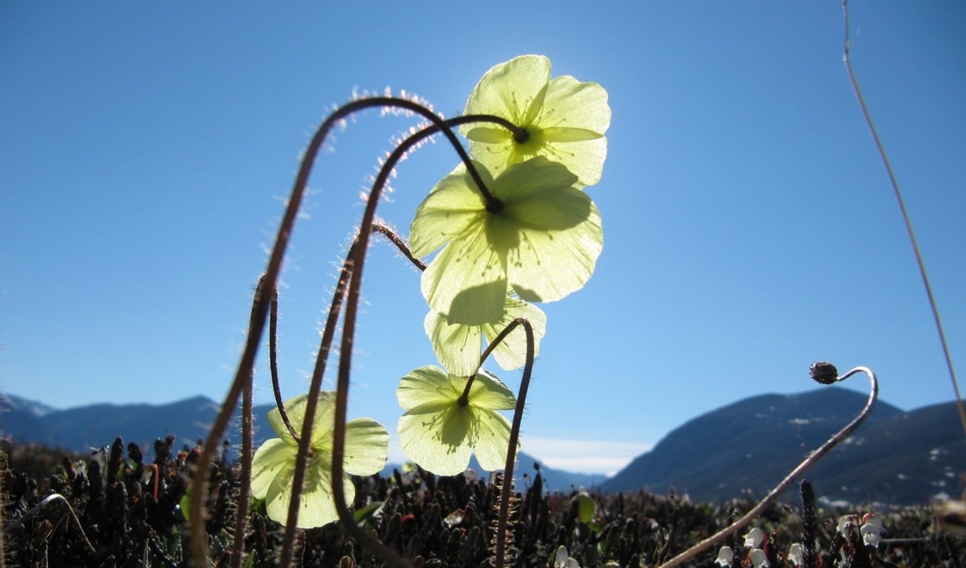 De högarktiska växterna blommar vid dramatiskt olika tidpunkter under olika   år. Nu sker blomningen inte längre bara tidigare, utan den är också mer oförutsägbar. Foto: Niels Martin Schmidt.