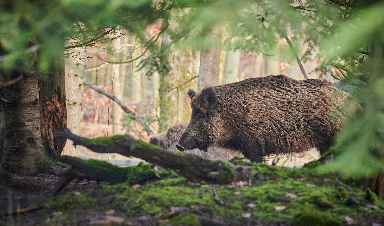 I helgen genomförs en sökinsats i ett avgränsat område i Västerfärnebo för att leta efter smittade vildsvin. Foto: Paul Henri Degrande