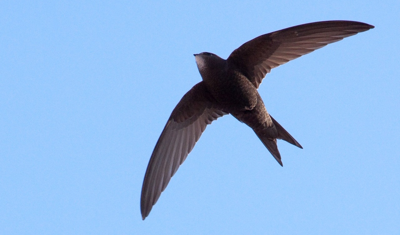 Tornseglaren, tidigare tornsvala, är en av de fågelarter som är på tillbakagång enligt den nyligen utkomna rapporten från Birdlife Sverige. Foto: Pau Artigas