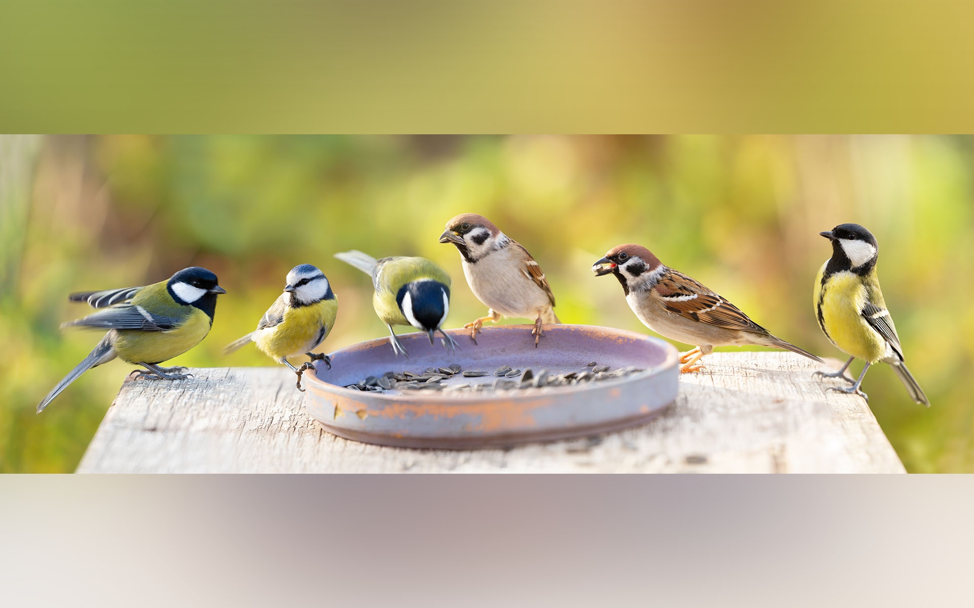 Talgoxen är den vanligaste svenska vinterfågeln. Tredjeplatsen innehas av blåmesen. Pilfinken minskar däremot i antal. Foto: Nitr/Shutterstock