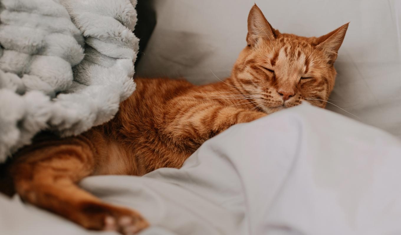 Kattens spinnande ökar välbefinnandet. Foto: Unsplash.