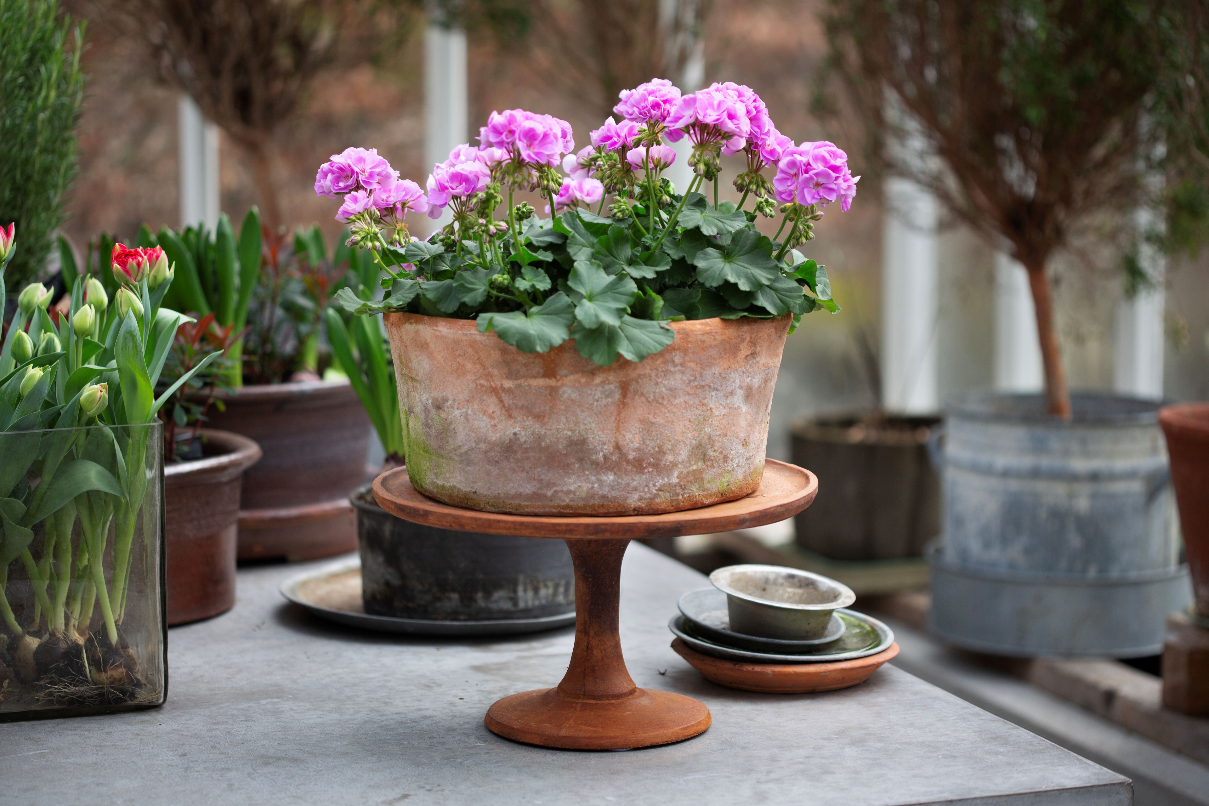 Årets Pelargon 2024, 'Lavina', breder gärna ut sig och passar bra själv eller med andra plantor, och lika gärna på fönsterbrädan som på uteplatsen i sommar. Foto: Anna Clarén/Blomsterfrämjandet