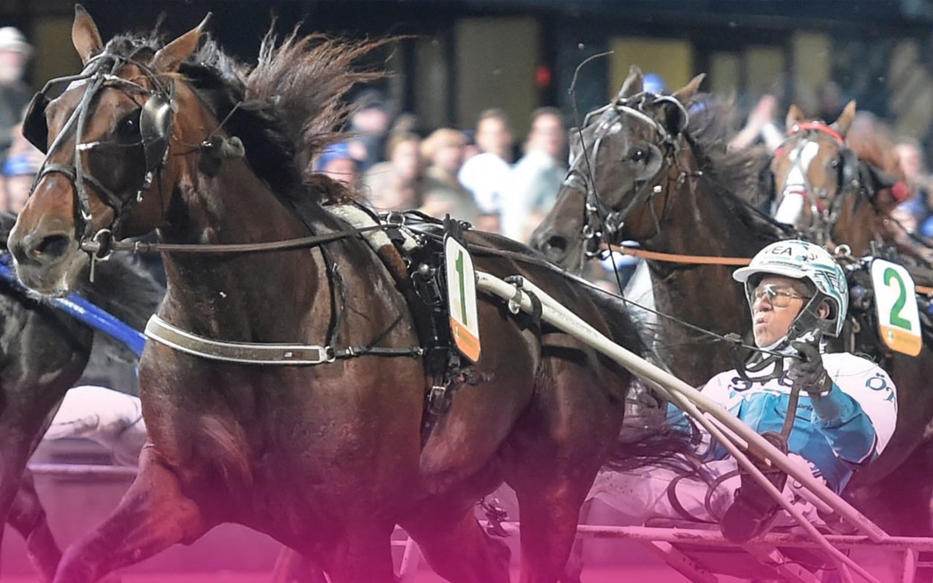 Det svenska fenomenet, sexårige Francesco Zet har 17 raka segrar och ännu har han inte behövt visa upp hur mycket han kan. Han har vunnit ändå. Foto: Elitloppet 2024