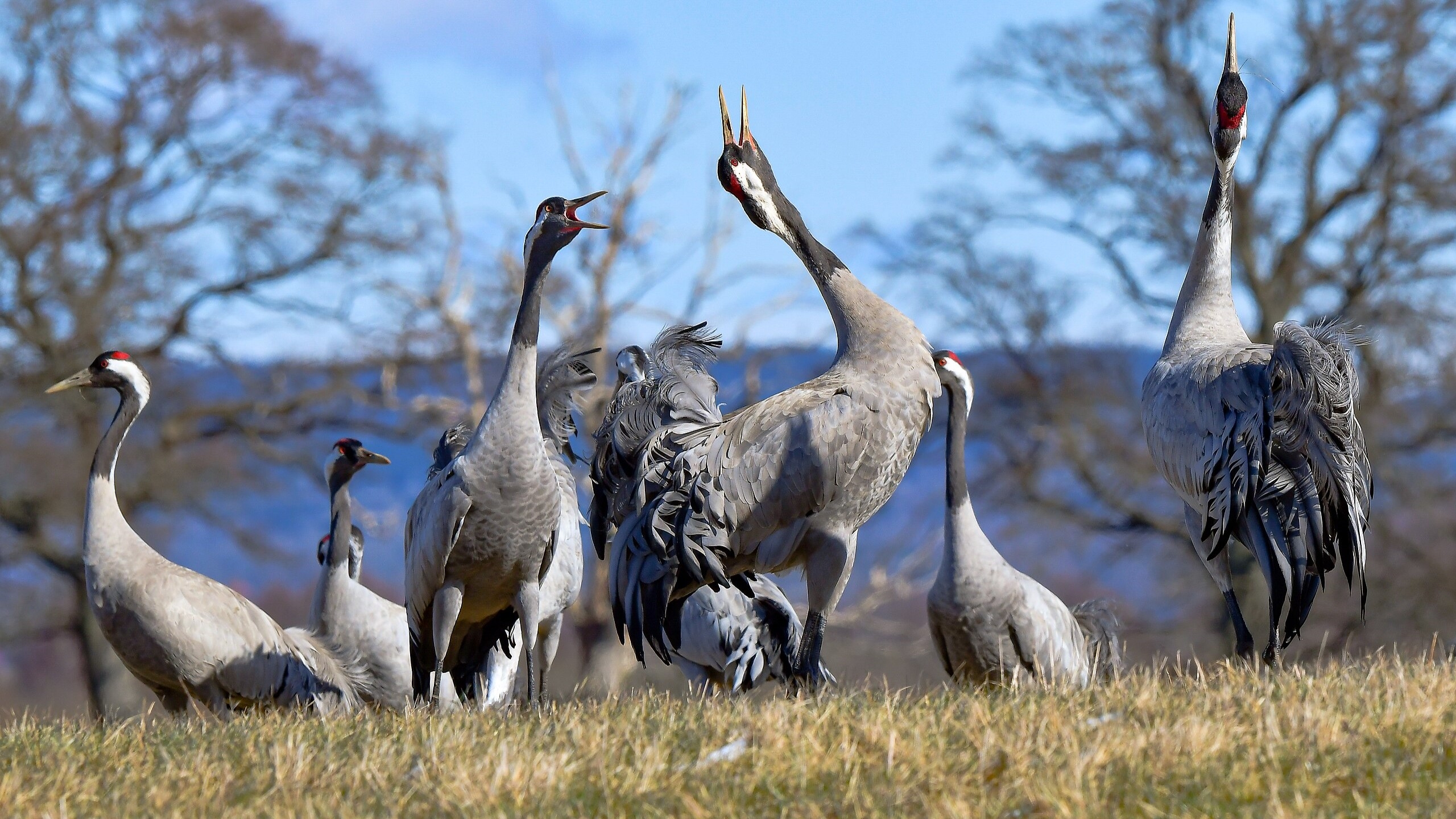 Cirka 30 000 tranor passerar Hornborgasjön under transäsongen som pågår fram till mitten av april, berättar Malin Herin, föreståndare på Naturum vid Hornborgasjön. Foto: Public Domain